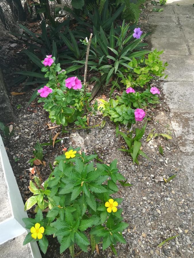 פוארטו פלטה Villa Carolina Bed And Breakfast מראה חיצוני תמונה