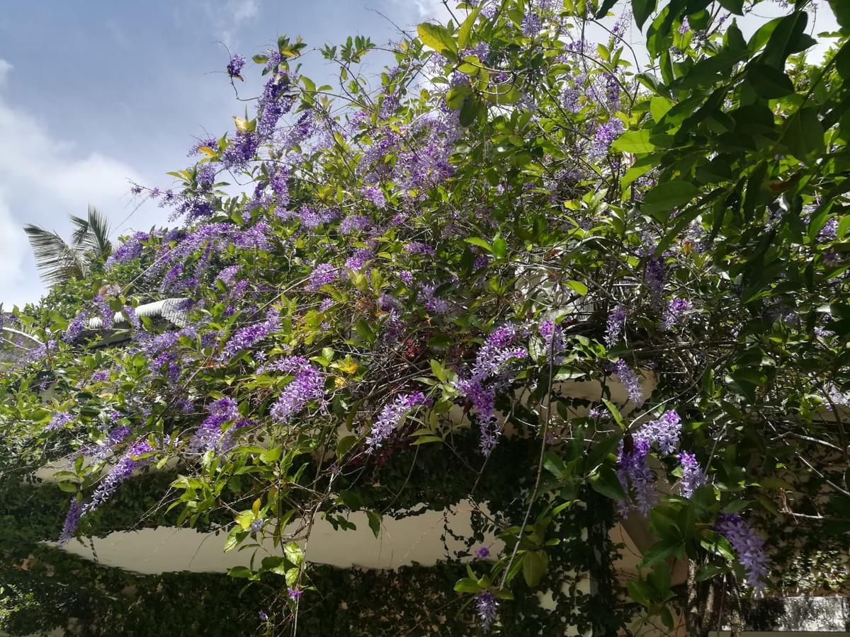 פוארטו פלטה Villa Carolina Bed And Breakfast מראה חיצוני תמונה